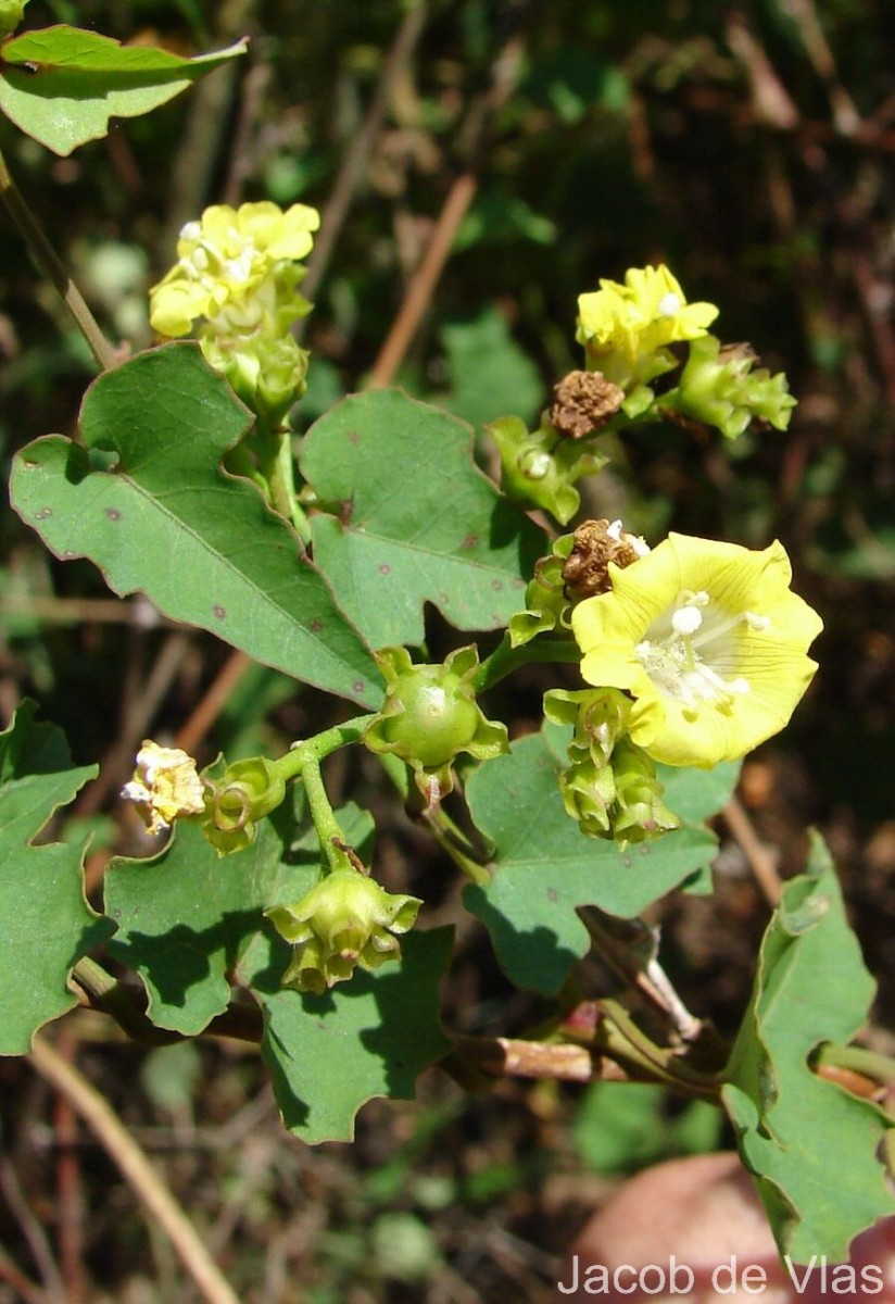 Merremia hederacea (Burm.f.) Hallier f.